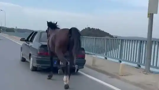 Adana'da Küçük Bir Ata Yapılan Eziyet, Tutuklamalara Sebep Oldu