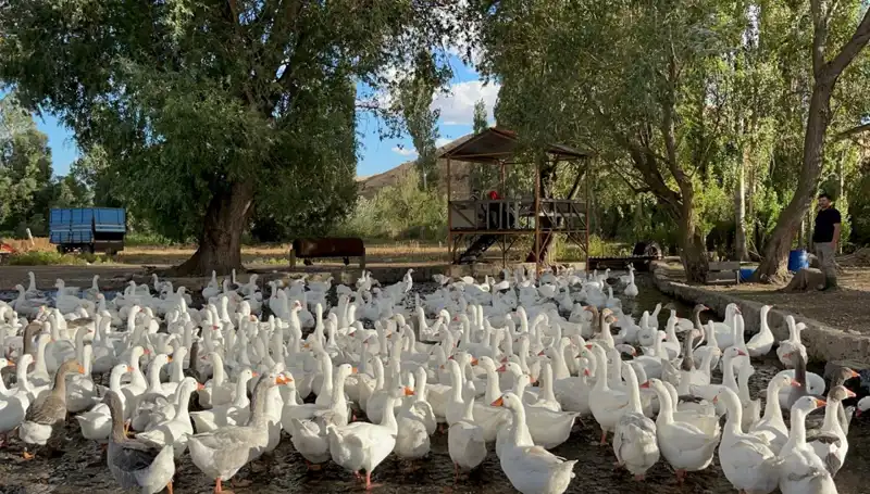 Sofralık Zeytin Fiyatları Yüzde 140 Arttı: Talepler Yüksek!