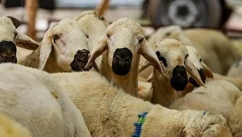 Kurban Bayramı Ne Zaman Kutlanacak? 2023 Bayram Tatili Süresi Belli Olacak mı?