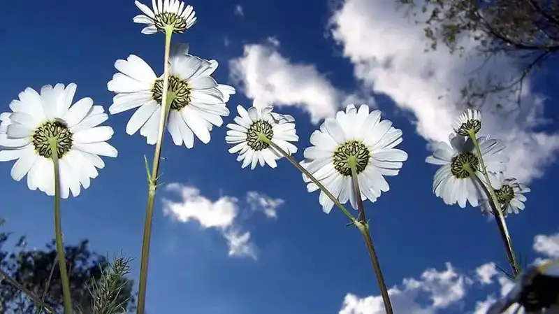 Cemreler Ne Zaman Düşecek? 2026 Tarihleri ile Baharın Gelini Bekliyoruz!