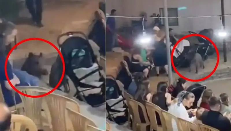 Düğün Kortejine Yaban Domuzu Saldırısı: Konuklar Korku İçinde Kaçtı!