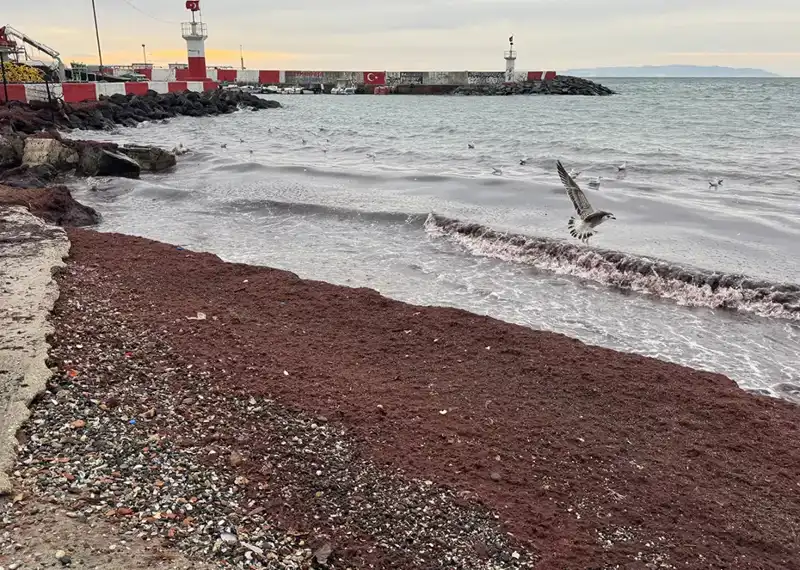Tekirdağ Sahillerinde Görülmemiş Bir Doğa Olayı: Kırmızı Akıntı