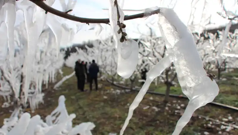 Soğuk Hava Şokuna Rağmen Tomurcuklar Çiçek Açmaya Başladı!