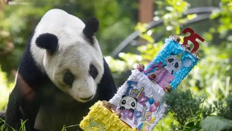 Dev Panda Xin Xin 35. Yaşını Kutlarken, Hayranlarını Büyülemeye Devam Ediyor!