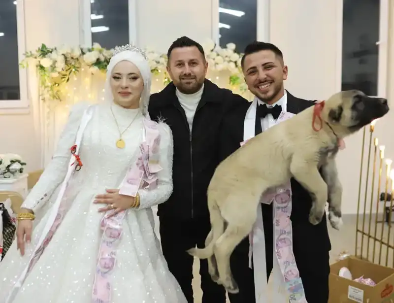 Düğün Gelin ve Damat Yerine Çoban Köpeği Hediye Edildi!