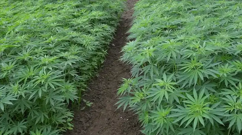 Kenevir Yetiştiriciliğinde Tarihi Dönüşüm: 21 İl İçin Yeni Onaylar