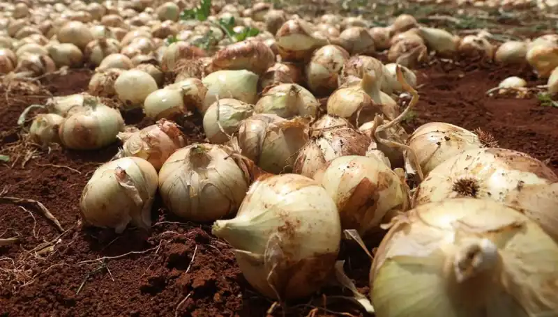 Hatay'da Soğan Hasadı Başladı: Çiftçilerin Yüzü Güldü, Rekolte Yüksek!