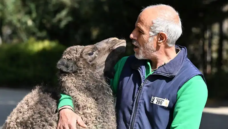 "Boncuk: Anne Hassasiyetiyle Yetiştirilen Süt İle Büyüyen Bir Hayvan Dostu"
