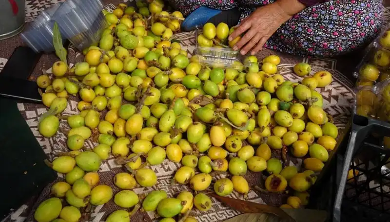 Muşmula Hasadı Başladı! Kilosu 150 TL ile Dikkat Çekiyor