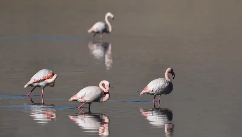 Kuş Cenneti Kuraklıkla Mücadele Ediyor: Flamingo Sayısı Düşüyor