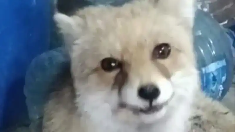 Bahçesine Giren Tilkilere Eşsiz Şefkat: Hiç Görmediğiniz Bir An