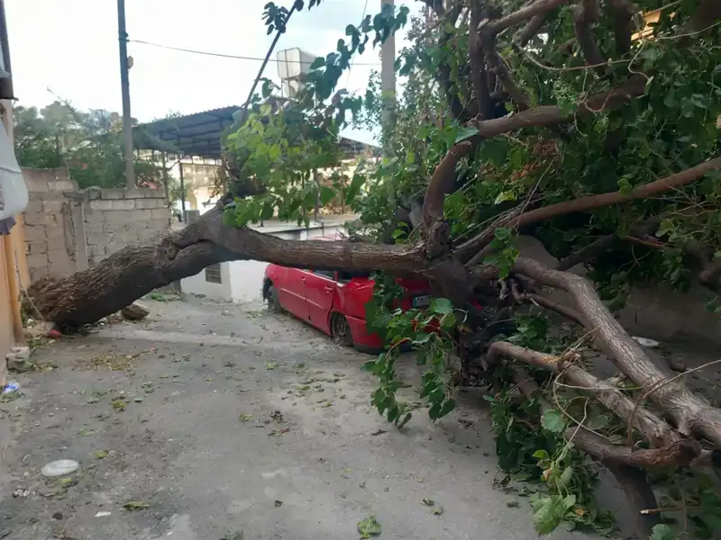 Hatay'da Fırtına Neden Olan Ağaçlar Yıkıldı, Çatıları Uçurdu!