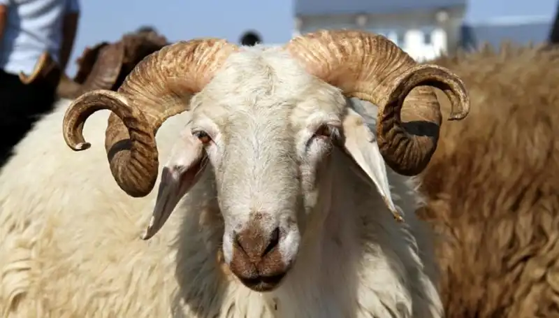 2025 Kurban Bayramı Tatili Hakkında Her Şey: Ne Zaman ve Kaç Gün Sürecek?