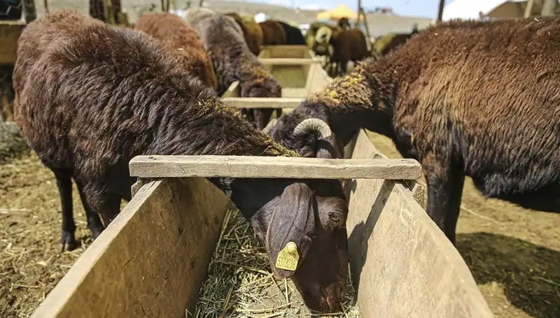 Hayvan Pazarı Kapatıldı: Şap Hastalığı Alarmı Ülkeyi Sardı!