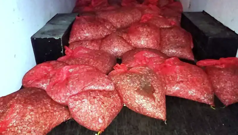 Samsun'da Bulunan 1,5 Ton Kaçak Midye, Tüketici Sağlığını Tehdit Ediyor