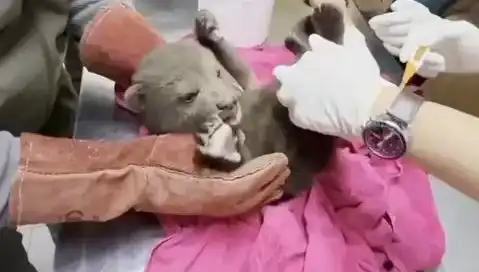Karabük’te Yavru Bozayı Bulundu: Doğa Koruma Mücadelesi Başlıyor