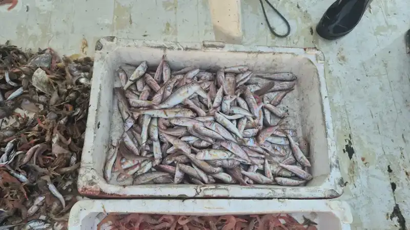 Denizden Gelen Taze Balıklar: Limanda Coşku Yaşanıyor