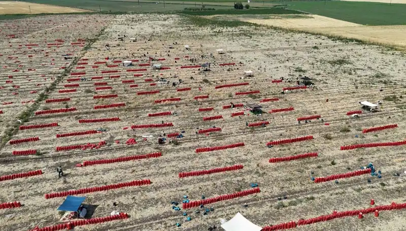 Tarlada Ürün Fiyatları Düşerken İşçiler 40 Derece Sıcağın Altında Çalışıyor