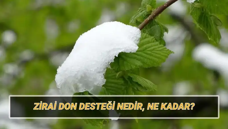 Zirai Don Desteği 2023: Ne Kadar ve Kimlere Verilecek?