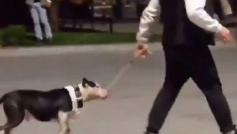 Ağızlıksız Pitbull Saldırısı: Sahibi Para Cezasıyla Yüzyüze Geldi