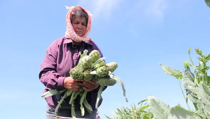 Tarım Ürünlerinde Fiyat Şoku: Tarladan Sofralara Gelen Artış