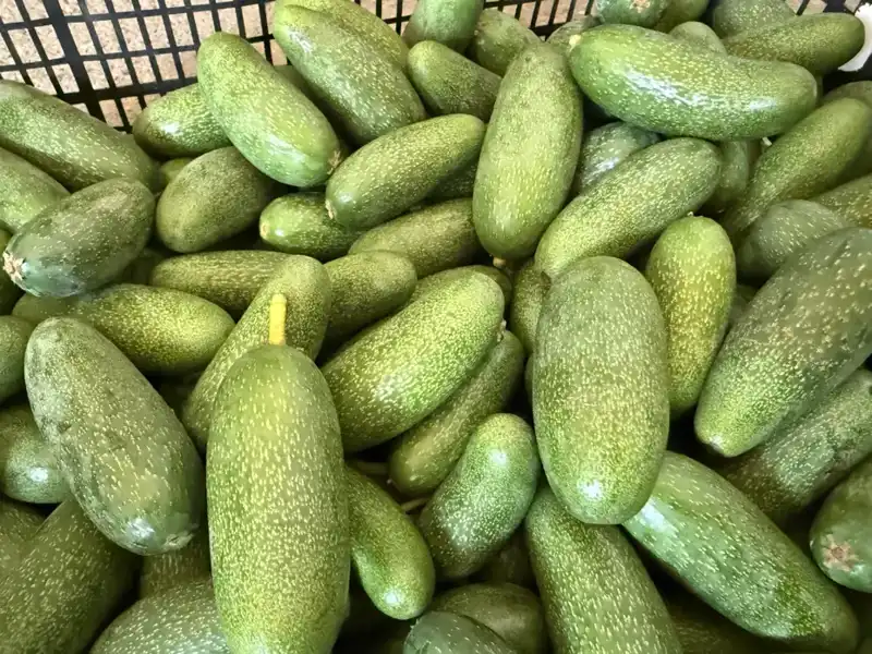 Antalya'nın Eşsiz Ürünleri Dünyaya Açılıyor: Rekolte Beklentisi Yükseliyor