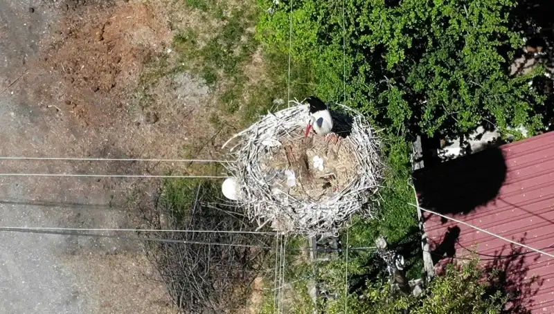 Baharın Müjdecisi: 22 Yıldır Aynı Yerde Yuva Kurmuş Kuşlar