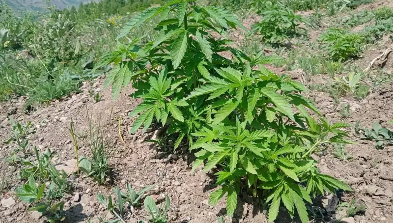 Bingöl'deki Şaşırtıcı Operasyonda Kenevir ve Kaçak Tütün Ele Geçirildi!