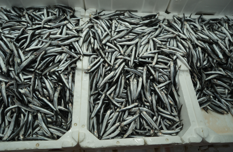 Türkiye'nin İhracat Üssü: Belçika, Fransa ve Almanya'ya Yeni Sevkiyatlar