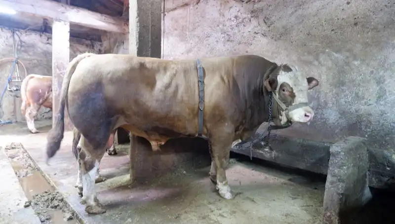 1 Ton 200 Kiloluk Bu Eşya Alıcısını Buldu, Fiyatı Şok Etti!