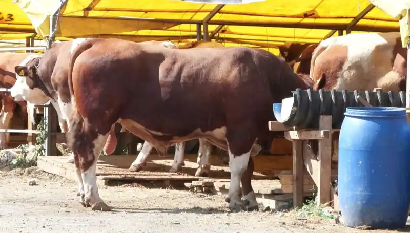 Kurban Pazarlarında Beklenen Hareketlilik Zirveye Ulaşıyor