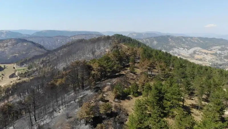 Bolu'da Çevre İçin Tarihi Adım: 5 Milyondan Fazla Fidan Toprakla Buluşuyor