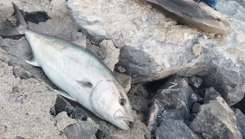 65 Kiloluk Dev Balık Oltayla Yakalandı, Sahibi 18 Bin TL’yi Gözden Çıkardı!
