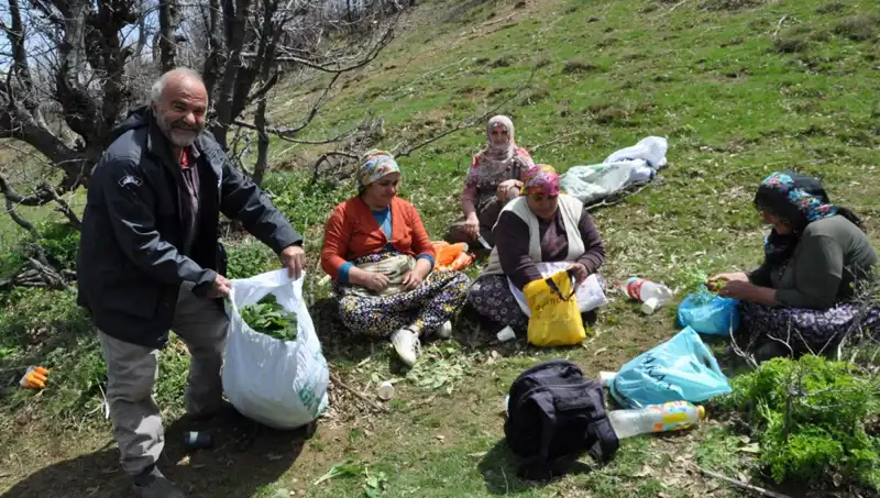 Yüzlerce Ailenin Geçim Kaynağı: Kilosu 250 Lira Olan Yaban Mantarları