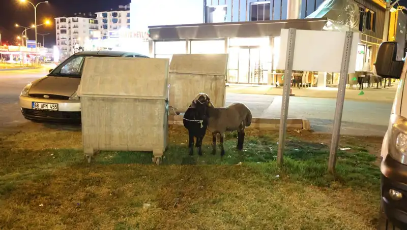 Mor Karaman Koyunları: Yol Kenarına Terk Edildi, Kimse Umursamadı!
