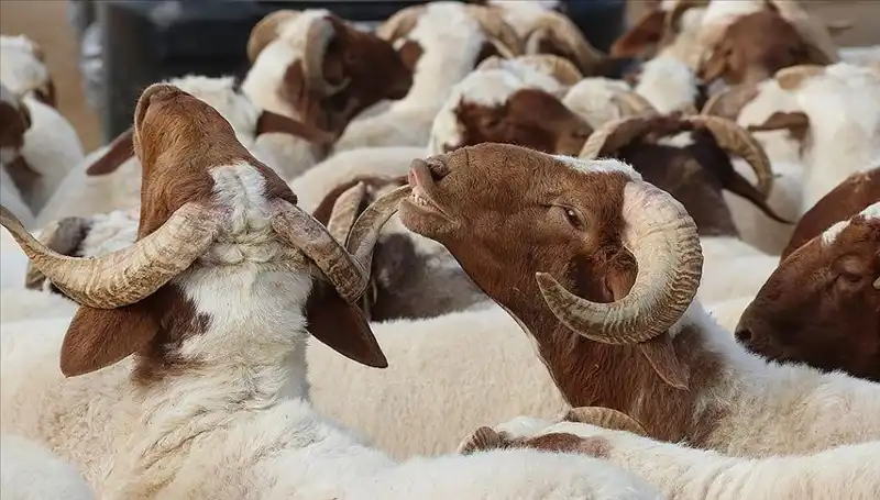 Akika Kurbanı Nedir? Ne Zaman Kesilir, Yenir mi?