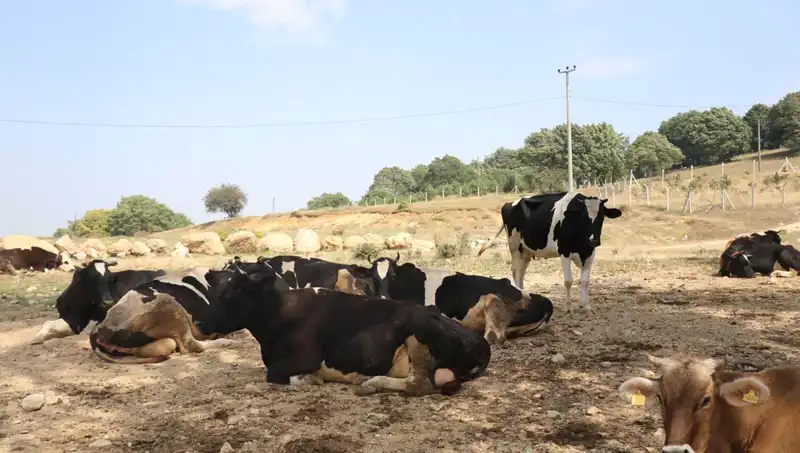 Şap Hastalığına Karşı Önemli Önlemler: 22 Köyde Giriş-Çıkış Kısıtlaması
