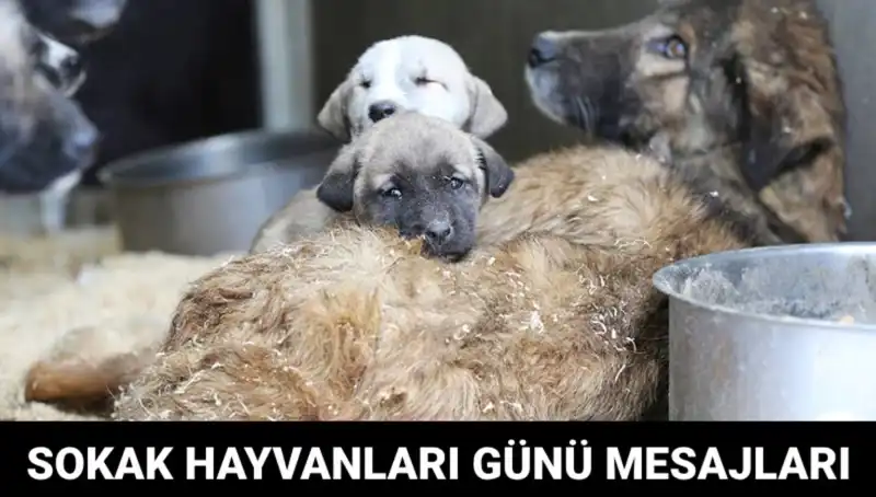 Dünya Sokak Hayvanları Günü: Önemi ve Anlamı Nedir?